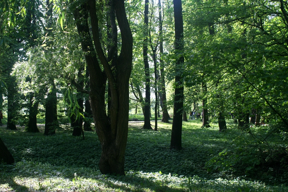 Trees park nature arkadia