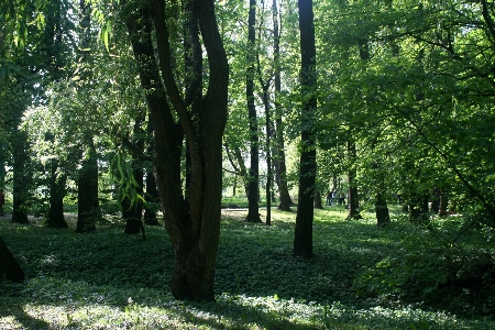 Trees park nature arkadia Photo