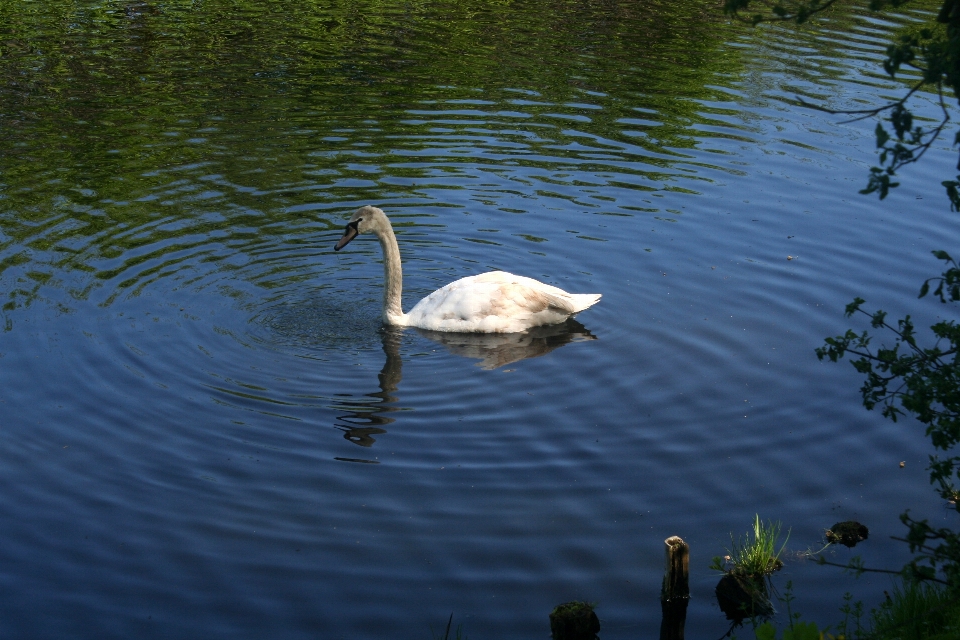 Park nature swan bird