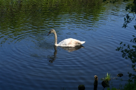 Park nature swan bird Photo