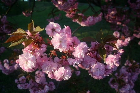 Trees flower park nature Photo