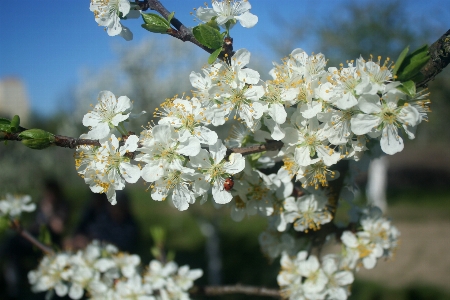 Trees flower park nature Photo