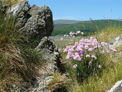 Flower rock plant grass family Photo