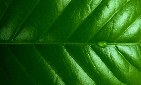 Green leaf plant close up Photo