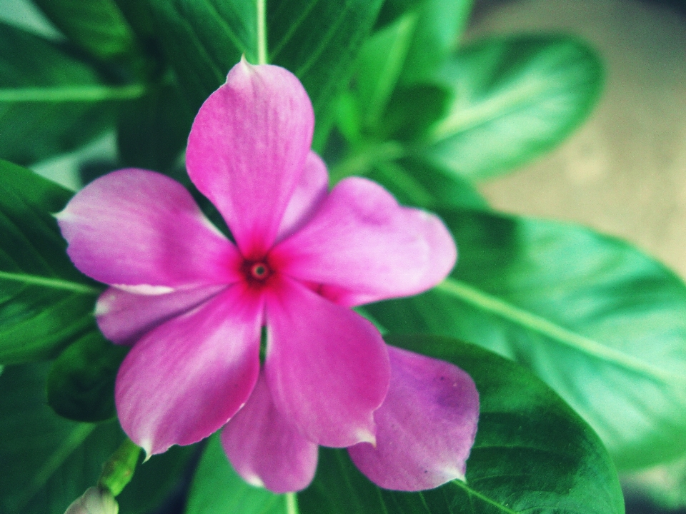 花 フローラ 自然 開花植物
