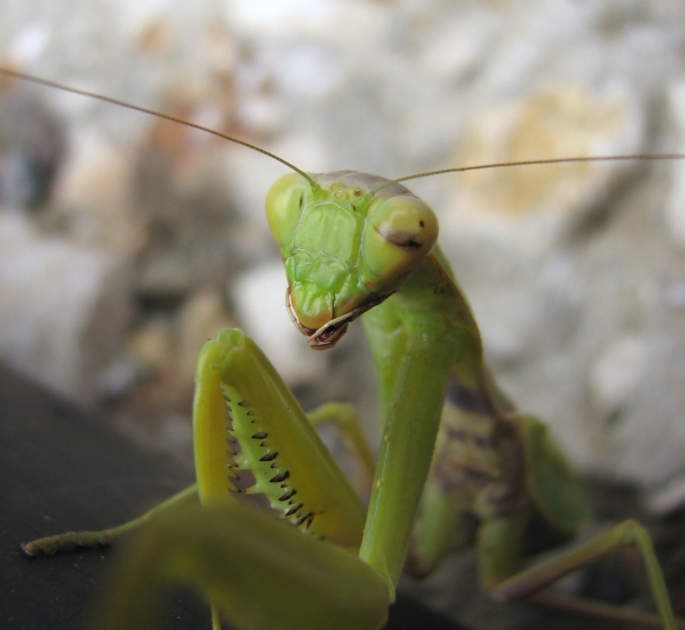 Mantis
 verde insecto mantidae
