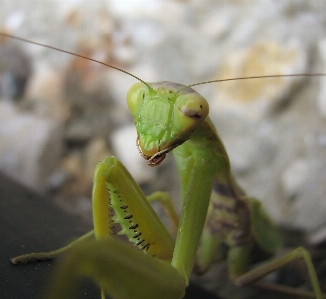 Mantis green insect mantidae Photo