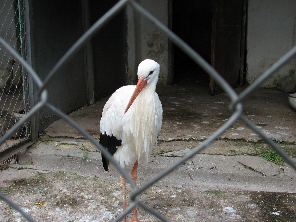 Cicogna uccello zoo bianco