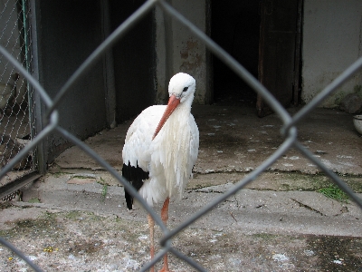 Stork bird zoo white Photo