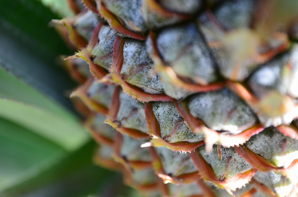 Meyve ananas iğne tropikal