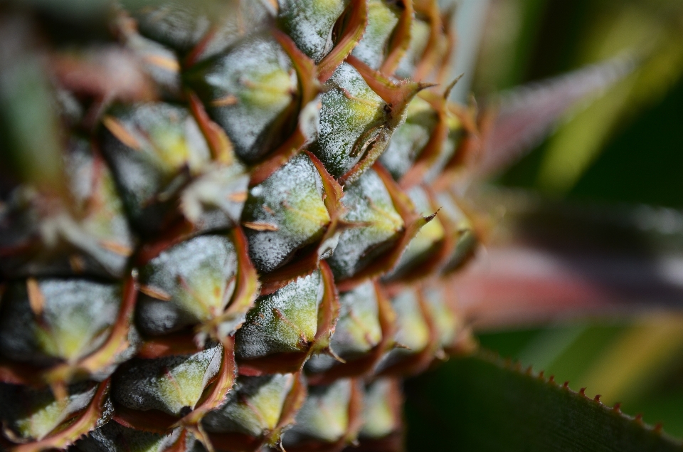 Frutta ananas ago tropicale