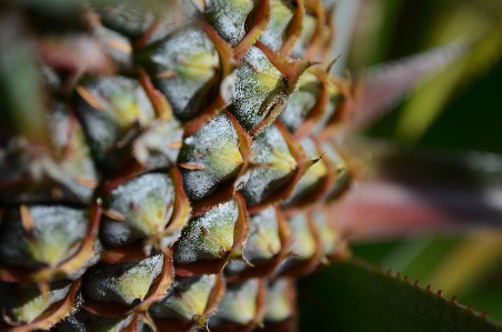 Foto Buah nanas jarum tropis