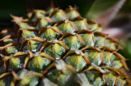 Foto Buah nanas jarum tropis