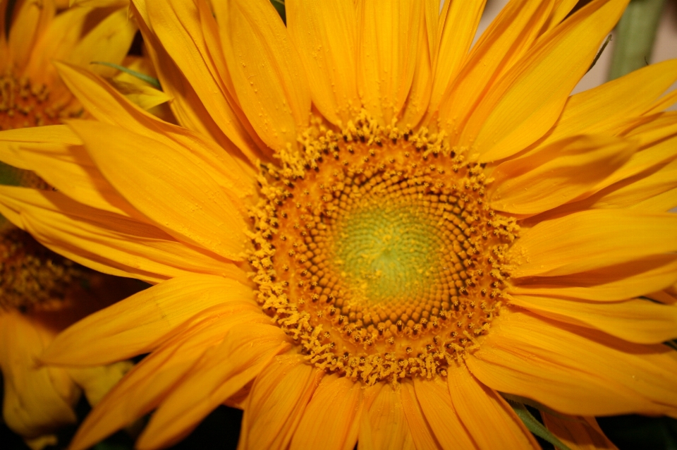 Natural flor girassol amarelo