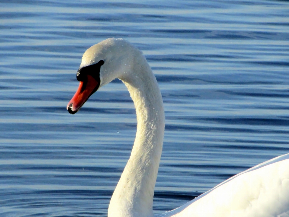 Cygne eau oiseau vertébré
