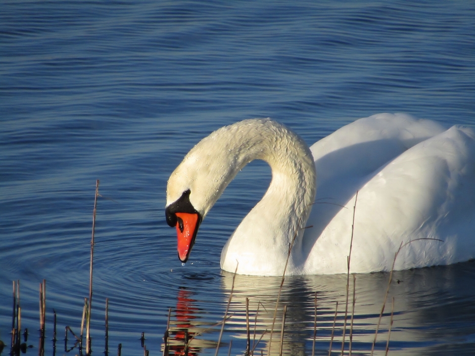 Cigno acqua uccello acquatico
