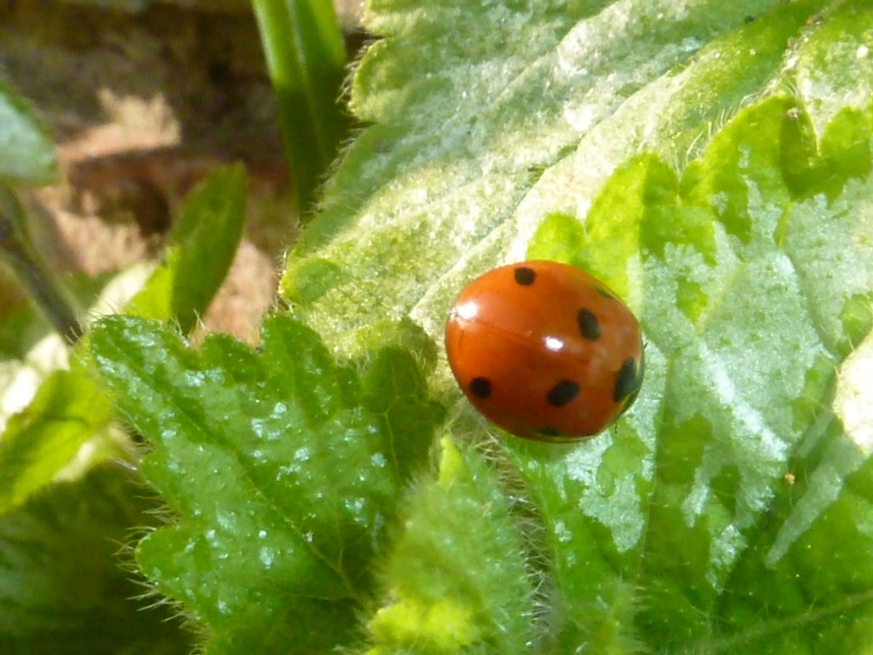 Natürlich marienkäfer insekt blatt