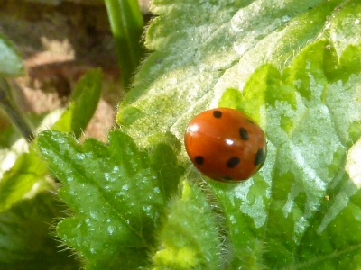 Natural ladybug insect leaf Photo