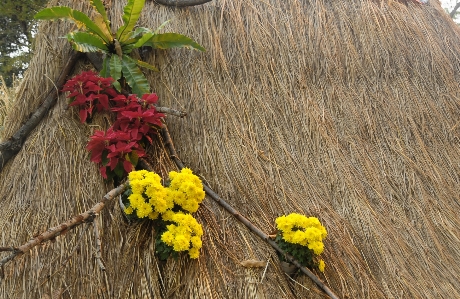 Flower straw landscape yellow Photo