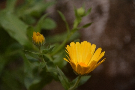 Foto Amarelo flor pétala plantar