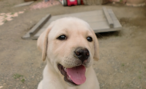 Foto Anjing anak mamalia bertulang belakang
