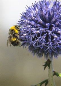 Bee honeybee bumblebee flower Photo