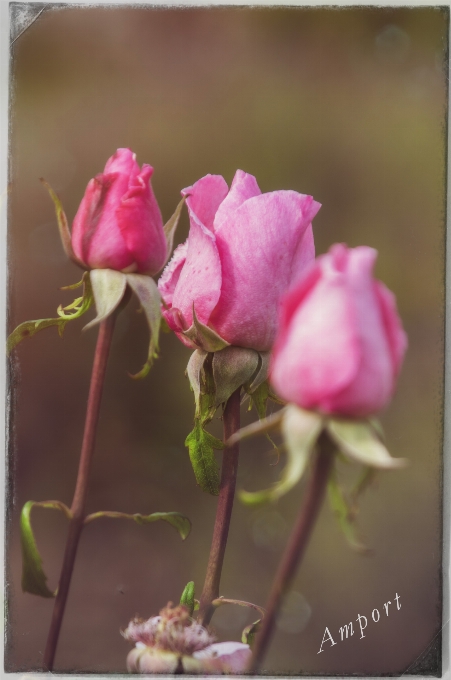 Roses flowers garden pink