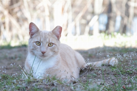 Cat outdoors mammal vertebrate Photo