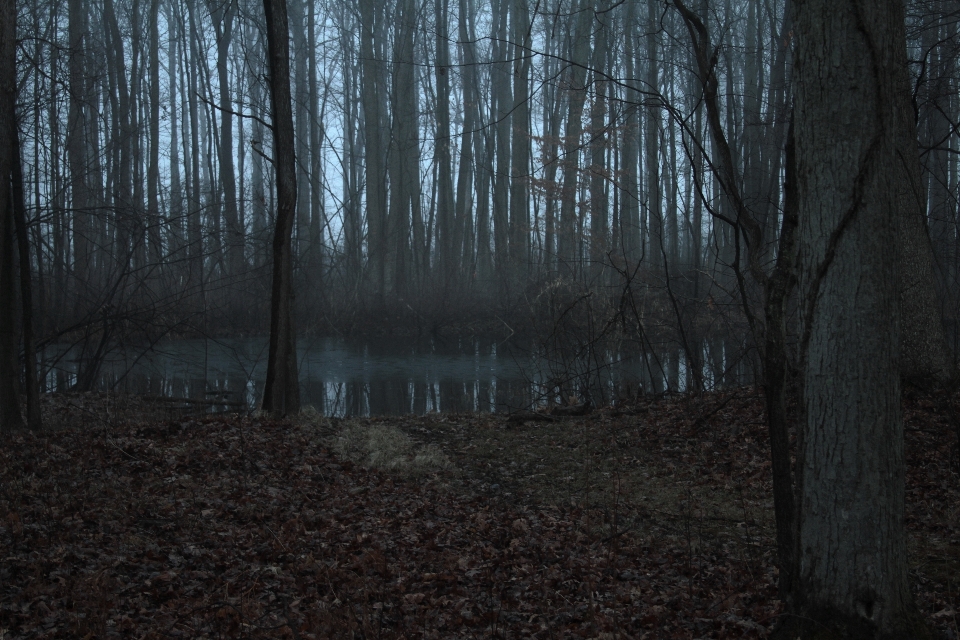 Boschi foresta cielo foglie