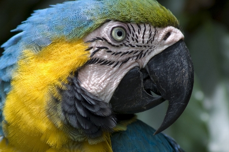 Foto Hewan burung macaw bertulang belakang
