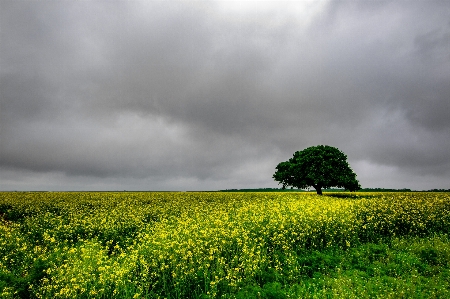 Natural sky green landscape Photo