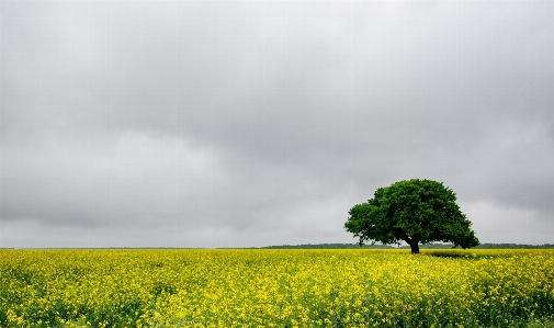 Peisaj people in nature rapeseed field Photo