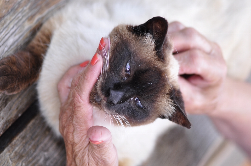 猫 动物 狗 宠物