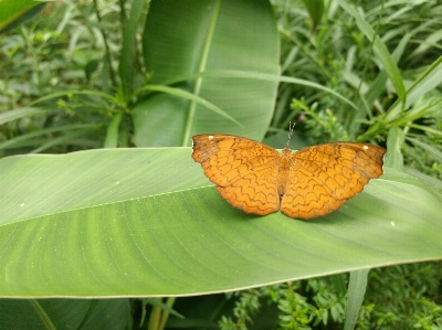 Butterfly plants weather insect Photo