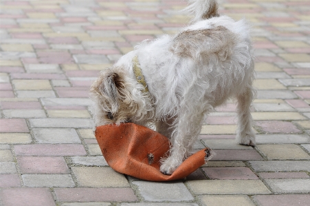 Cat dog mammal canidae Photo