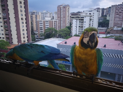 鳥 コンゴウインコ オウム 嘴 写真