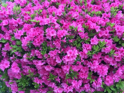 Azaleas gardening hot pink Photo