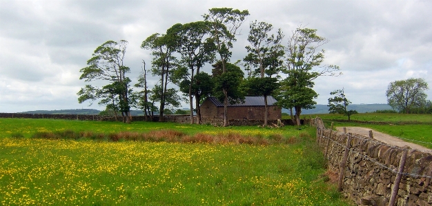 納屋 キンポウゲ
 木 自然の風景
 写真