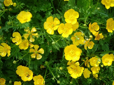 Foto Botões de ouro
 flor planta com flor
 botão