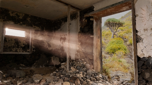 Ruins door window tree Photo