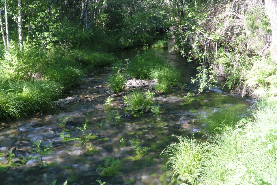 Nature river forest vegetation