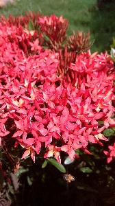 Flower flowering plant pink Photo