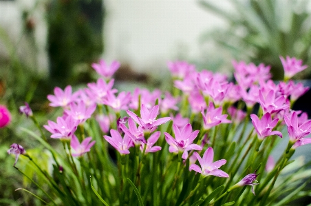 Blume grün rosa rosa
 Foto