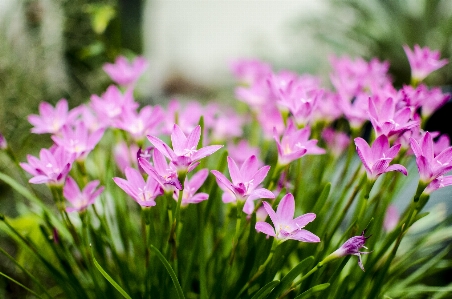 Blume grün rosa rosa
 Foto