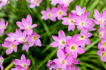 Blume grün rosa rosa
 Foto