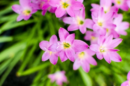 Blume grün rosa rosa
 Foto