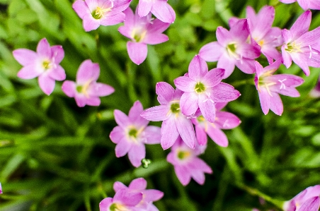 Blume grün rosa rosa
 Foto