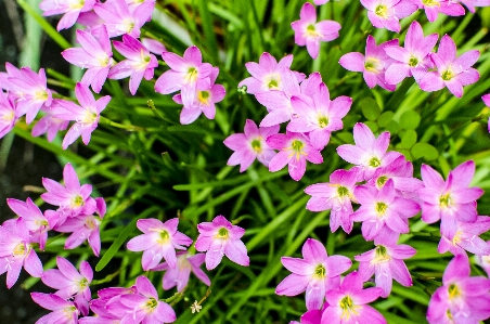 花 绿色的 粉色的 玫瑰粉
 照片