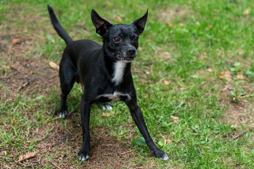 Perro bestia elegante corajudo