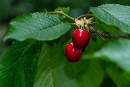 Cherry tree fruit flower Photo